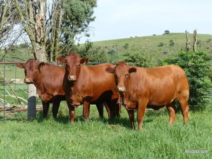 Cara Menjual Sapi ke RPH, Panduan Lengkap untuk Peternak